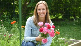 How To Grow Ranunculus Soaking Presprouting Planting Covering Harvest  Northlawn Flower Farm [upl. by Byron]