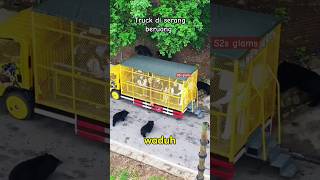 Wadu truck nya di serang beruang funny happy fun family bear attack viral short [upl. by Enelhtac528]