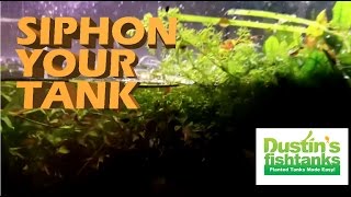 How to siphon a dirted planted aquarium jungle val tips [upl. by Leff539]