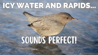 American Dipper  Meet the Water Ouzel [upl. by Aivilo875]