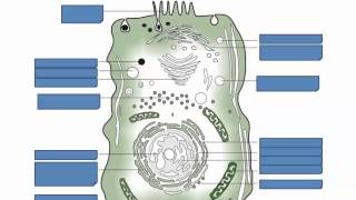 Prokaryotic and Eukaryotic Cells IB Biology [upl. by Ruelle734]