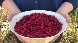 Scandinavian Superfoods Lingonberries [upl. by Cataldo]