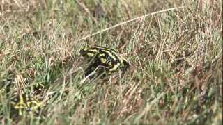 The Frog Hunters  a tale about the southern corroboree frog [upl. by Anirtac]