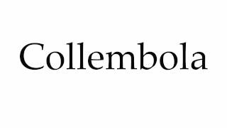 How to Pronounce Collembola [upl. by Onoitna]