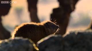 Hyrax sunshield  24 Hours on Earth Preview  BBC One [upl. by Enelehcim81]