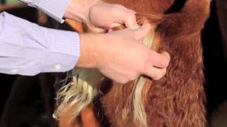 Hereford DNA Testing How to pull hair samples [upl. by Cristoforo]