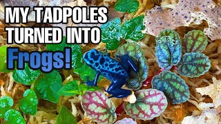 UNBELIEVABLE FROM TADPOLES TO FROGS Dendrobates tinctorius [upl. by Warfold]