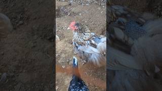 Why Are These Chickens Molting feathers [upl. by Oileve]