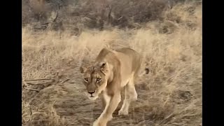 Lionesses Hunting  Masungulo Male Lion took over the Kill  23 July 2024 [upl. by Gladis]