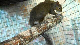 Paralyzed Squirrel 9 July 2011AVI [upl. by Rehprotsirhc82]