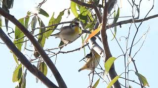 Striated Pardalote Hervey Bay Qld [upl. by Yedoc221]