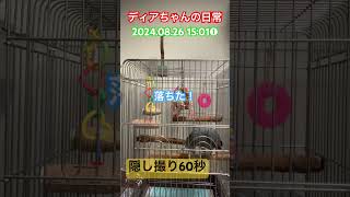 独演会60秒ヨウム 【ディアちゃん】parrot 240826昼❶落ちた！ [upl. by Daughtry163]