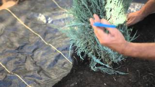 How to Apply Landscape Fabric Around Shrubs  How to Care for Shrubs [upl. by Champ78]