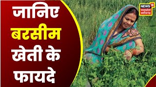 Berseem Farming। बरसीम की उन्नत खेती करके पाएं अधिक हरा चारा। Annadata। Hara Chara Ki Kheti [upl. by Sally876]