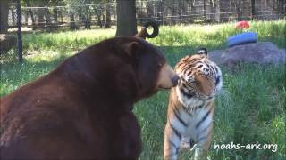 Baloo bear loves his tiger brother Shere Khan at Noahs Ark Animal Sanctuary [upl. by Akirrehs]