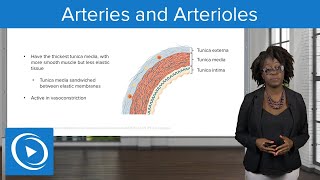 Arteries and Arterioles – Physiology  Lecturio Nursing [upl. by Johannes743]