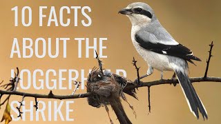 10 Facts About the quotButcher Birdquot Loggerhead Shrike [upl. by Daph158]