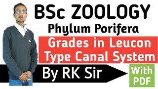 Zoology Grades in Leucon Type Canal System Canal System in Sponges Phylum PoriferaBSc [upl. by Derdlim265]