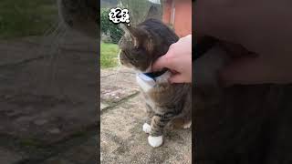 GPS tracker Katze cat 🐾 [upl. by Ellerahc]