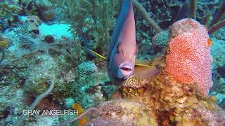 Diving Roatan April 2018 [upl. by Dugas]