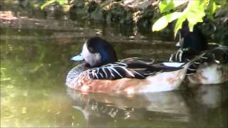 Chiloe Wigeon 2 [upl. by Nailil]