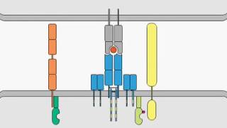 Tcell receptor signaling [upl. by Paske]