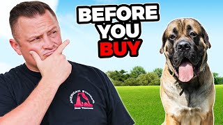 Is the ENGLISH MASTIFF Right for You [upl. by Jt]