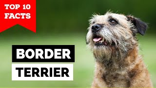 Border Terrier  Top 10 Facts [upl. by Hamal]