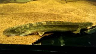 Polypterus lapradei koliba [upl. by Rolecnahc7]