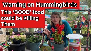 PLEASE Watch if You are Feeding Hummingbirds Homemade Nectar w Hummingbird Feeder to Help Wildlife [upl. by Rosamond770]