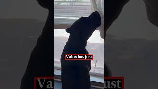 Cane Corso Dogs Howling Like Wolves shorts canecorso wolves [upl. by Amando]