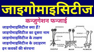 जाइगोमाइसिटीज  zygomycetes  Conjugation Fungi  phycomycetes in hindi  lower fungi or algal fungi [upl. by Leverett156]