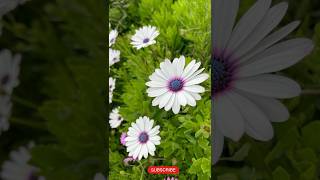 Dimorphotheca Flower season in indian🌼 trending gardening viral shorts flowers song [upl. by Ventura853]