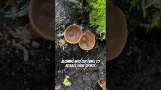 Mushroom Magic Blowing Into Cup Fungi To Release Their Spores Ascomycete Peziza Cups [upl. by Hadlee]