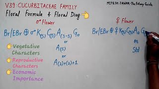 Cucurbitaceae Family  Gourd Family  Floral Formula and Floral Diagram of Cucurbitaceae [upl. by Alburg722]