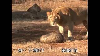 Fighting off a Lion by curling up in ones Pangolin scales [upl. by Moulton]