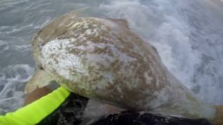 Mulloway Fishing Madness Far West Coast Australia [upl. by Nnaacissej]