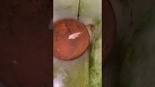 Fish laye egg viralvideo shorts [upl. by Yessej]