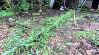 How to plant bamboo [upl. by Bridgette]