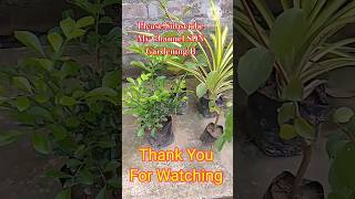 Today s collections from Nursery plant varietiesmany plant for my garden [upl. by Mcwilliams]