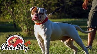 Americas Original Farm Dog  Real American Bulldogs Still Exist [upl. by Brotherson]