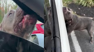 Pit Bull Bites and Tears Apart Maryland Woman’s Tesla [upl. by Ahsemo]