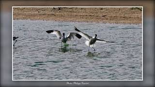 Baie de Somme Rivalité entre Avocette et Echasse blanche [upl. by Hilleary]