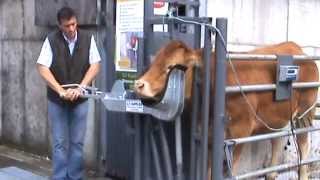 Cattle Head holder Cow Scoop part 1 [upl. by Nal90]