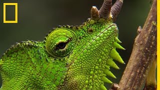 Le caméléon du Cameroun maître incontesté du camouflage [upl. by Naejamron]