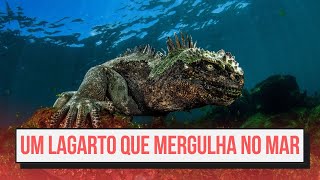 IguanaMarinha O Incrível Réptil Nadador 🌊🦎 [upl. by Inaliel]