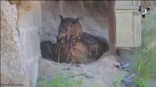 Fantastisk video Stor hornugle sluger hel rotte  Horned owl swallows rats whole [upl. by Larena177]