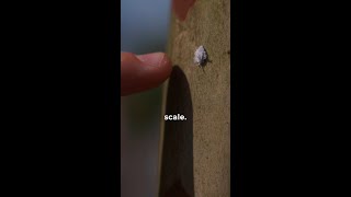 How to Get Rid of Scale Insects [upl. by Assilla]