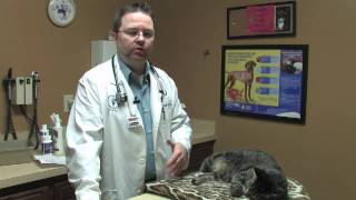 Canine amp Feline Diseases  How to Tell If a Cat Has Been Neutered [upl. by Enihsnus]