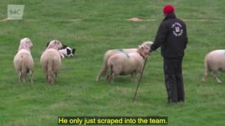 International Sheep Dog Trial 2016 [upl. by Naujik]